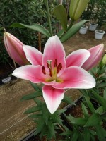 [4616 VZ W08 3110-02 No02.JPG]